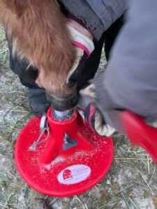 A miniature's hoof is much different in care and repair than a full sized horse - I am experienced Miniature Hoof Care Specialists HOVAKUTEN Angela Savoia